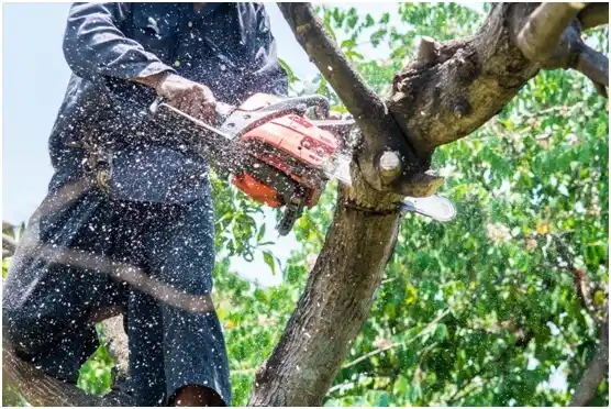 tree services Chouteau